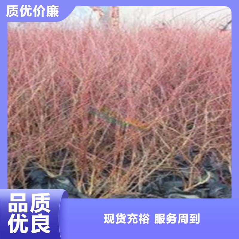 陶柔藍(lán)莓樹苗多少錢一株