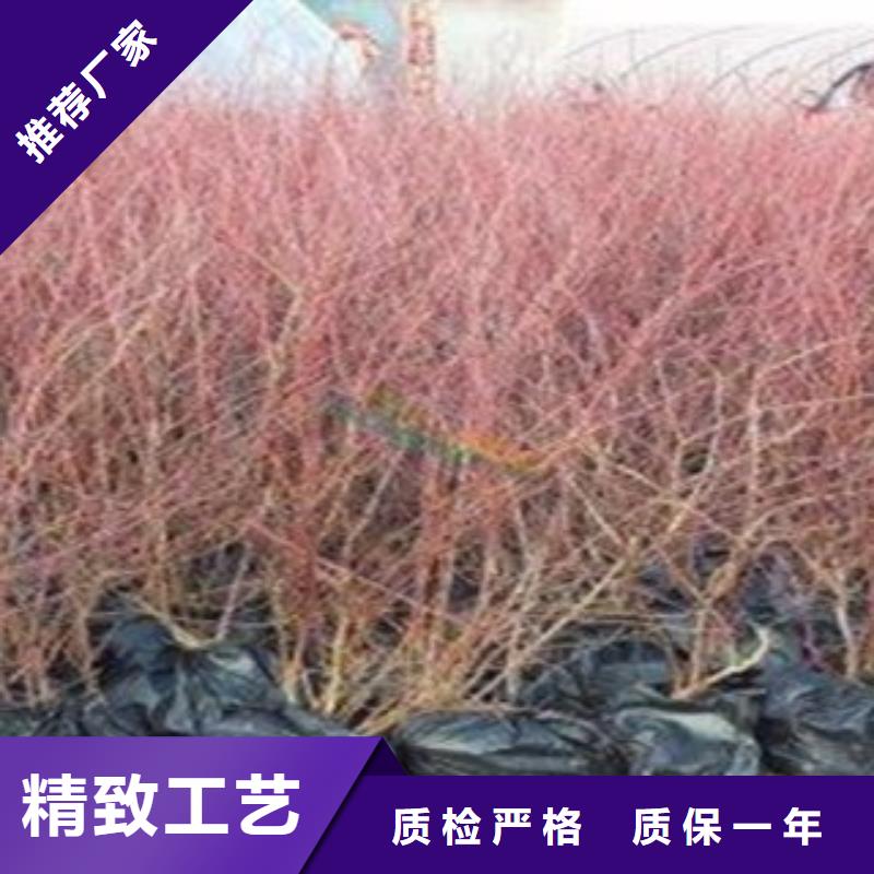 藍莓組培樹苗種植方法及時間