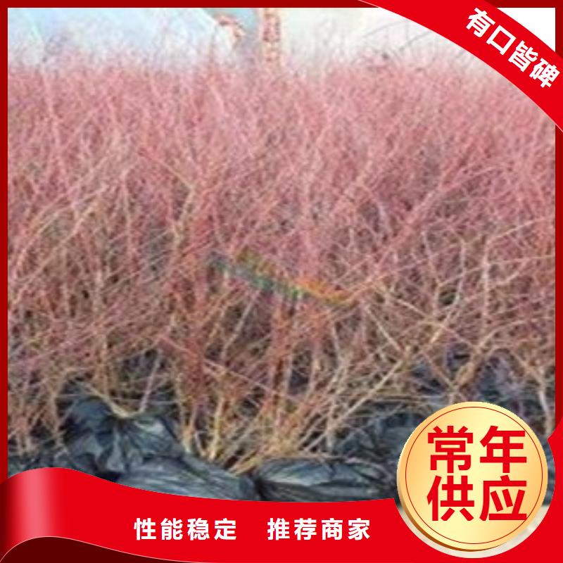 藍莓苗山楂苗多種場景適用