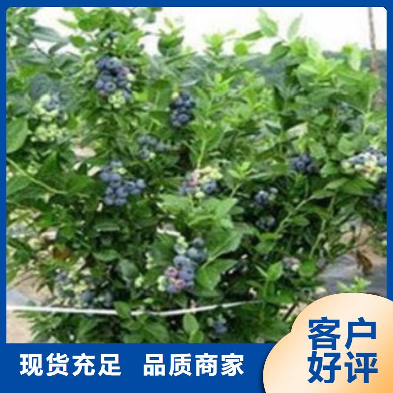 蓝莓苗_核桃苗质量无忧