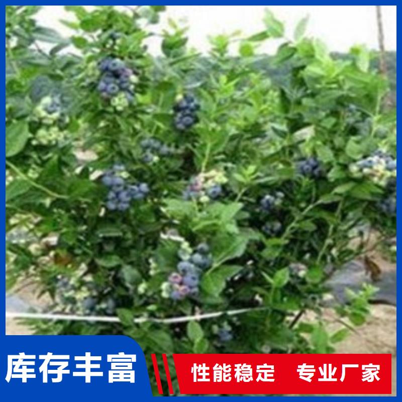 圣云藍莓樹苗品種