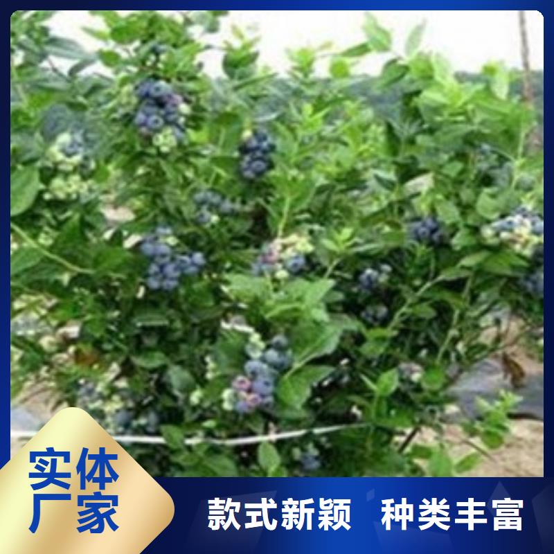 蓝莓苗桃树苗生产经验丰富