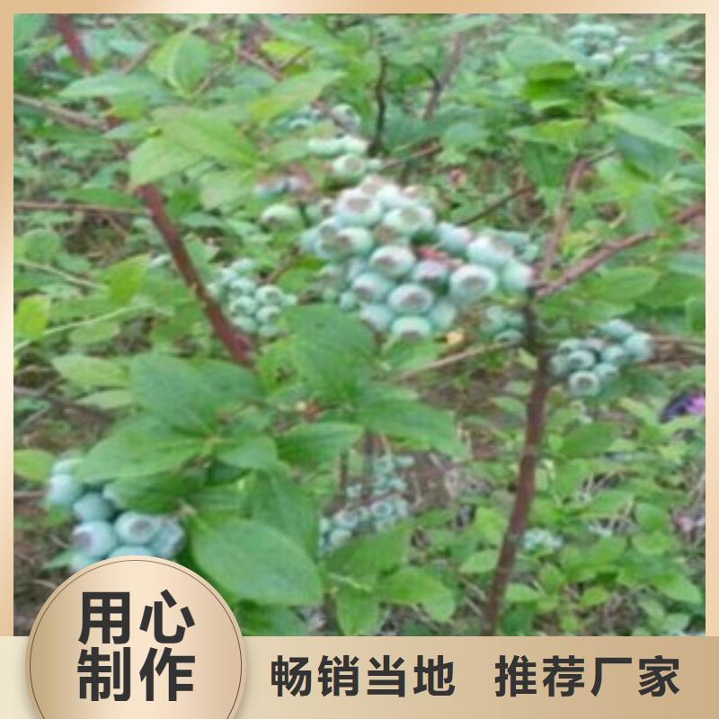 【藍莓苗商家】