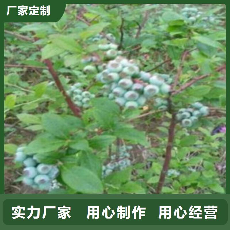 花椒苗视频-辽宁省营口市|鲅鱼圈|大石桥|大连|鞍山|抚顺|辽阳|葫芦岛花椒苗-兴海