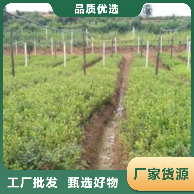 花椒苗视频-辽宁省营口市|鲅鱼圈|大石桥|大连|鞍山|抚顺|辽阳|葫芦岛花椒苗-兴海