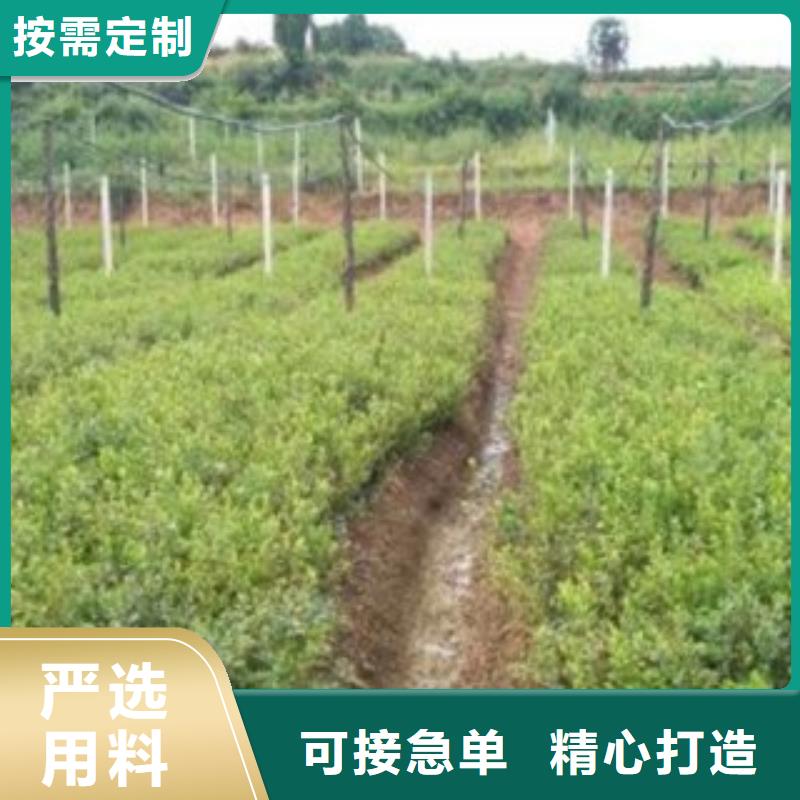 【藍莓苗】桃樹苗品質做服務