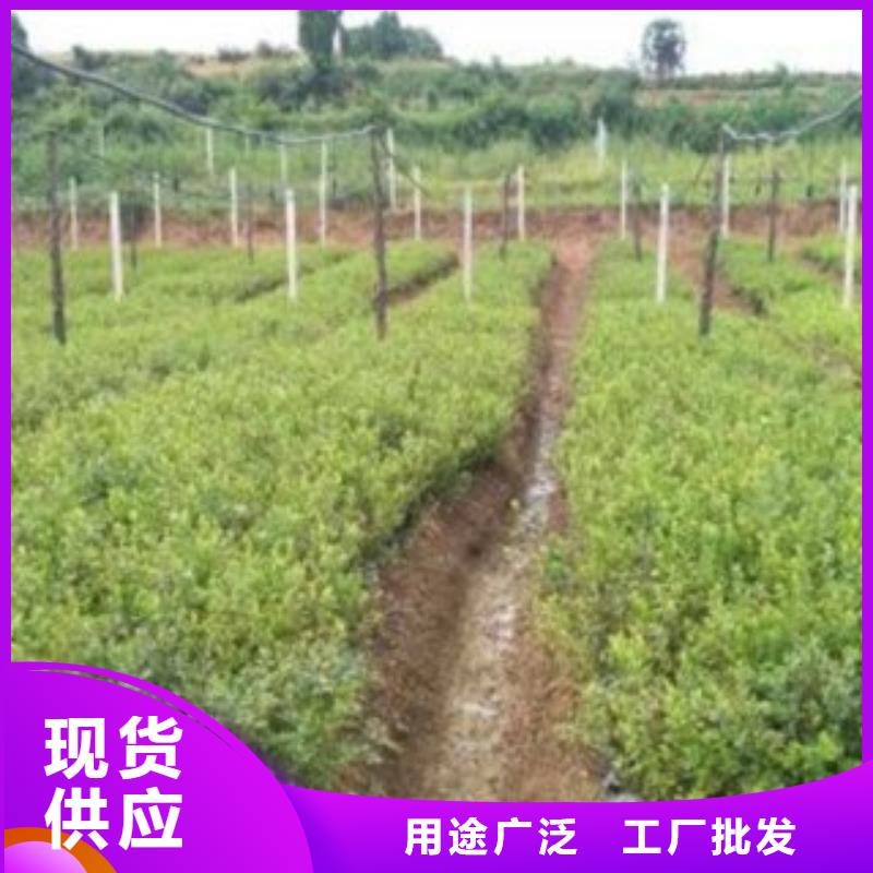 維口藍莓樹苗多少錢一株