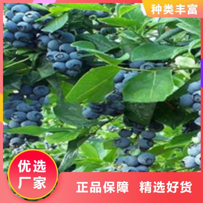 藍莓苗山楂苗多種場景適用