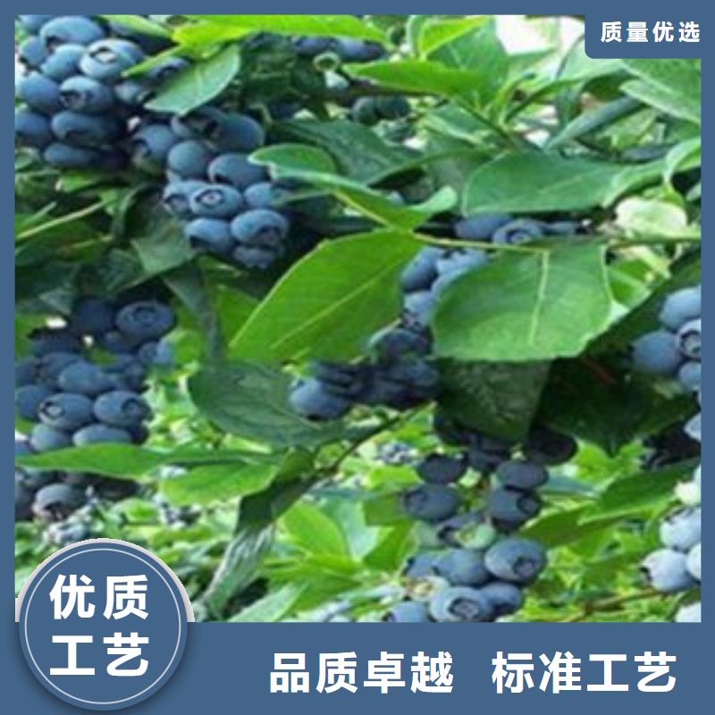 蓝莓苗质量优价格低