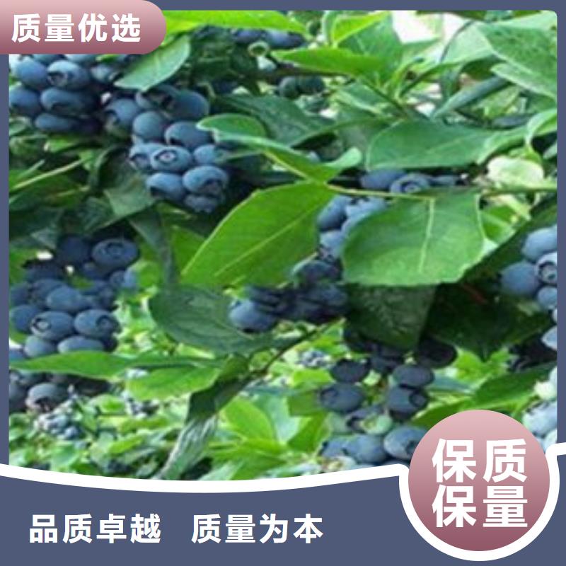 【藍莓苗花椒苗源頭廠源頭貨】