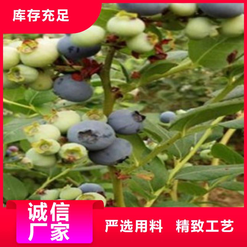 蓝莓苗桃树苗生产经验丰富