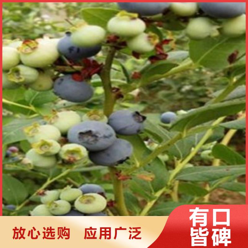 藍莓苗桃樹苗源頭采購