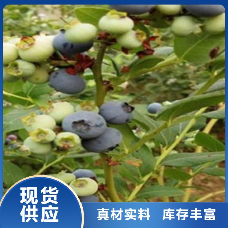 藍港藍莓樹苗哪里的品種純