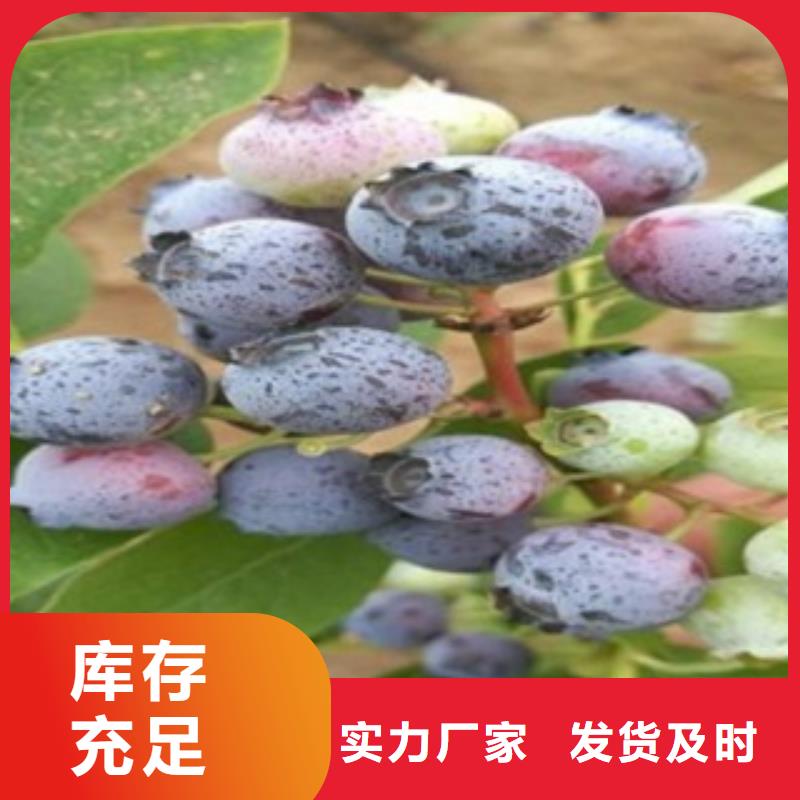 蓝莓苗板栗苗好产品放心购