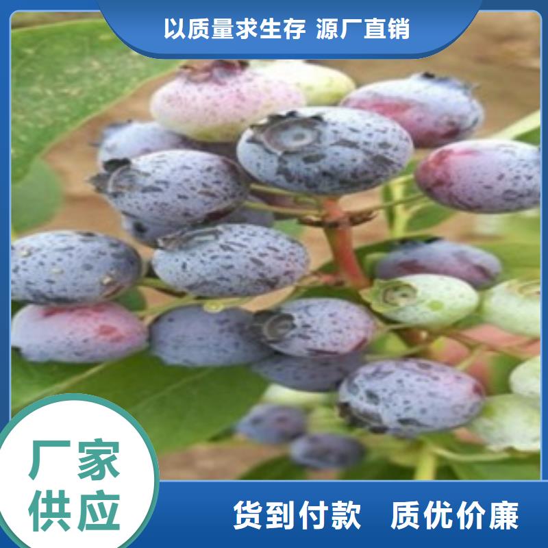 迪克西藍莓樹苗批發基地