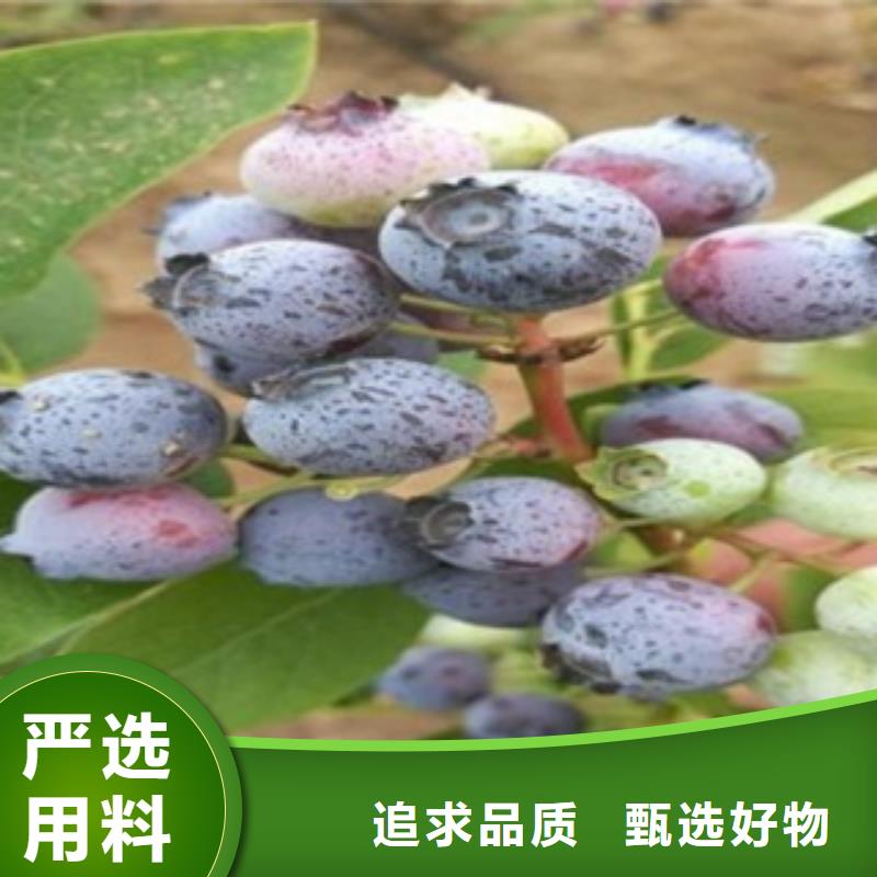 花椒苗视频-广西省南宁市兴海花椒苗可服务区域良庆|邕宁|崇左|玉林|梧州|防城港|贵港|柳州|河池等