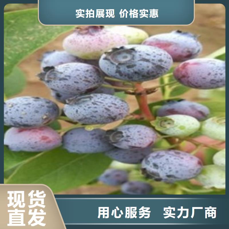 帽蓋藍莓樹苗批發基地