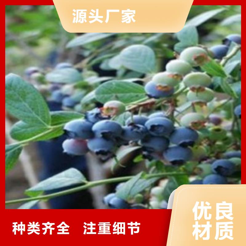 藍莓苗板栗苗好產品放心購