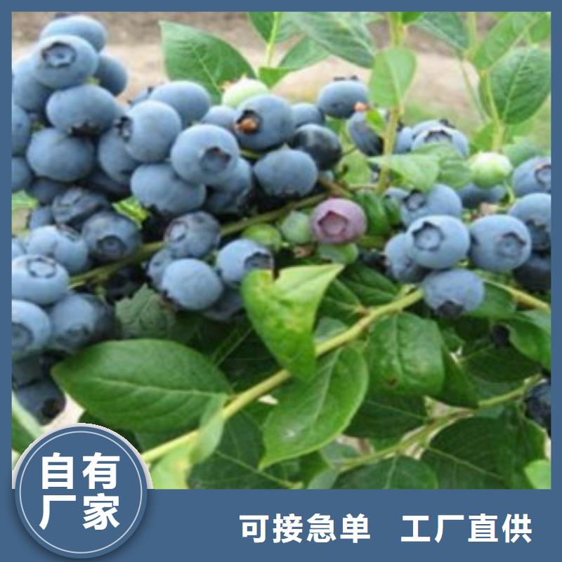 藍莓苗_核桃苗質量無憂