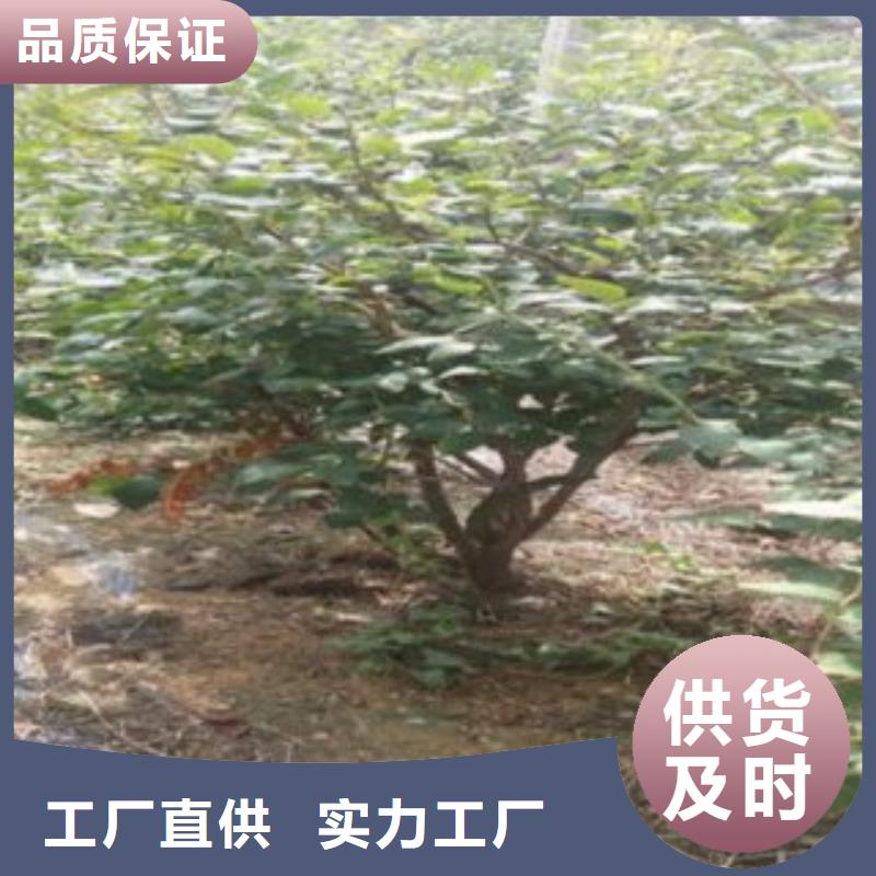 藍莓苗板栗苗好產品放心購