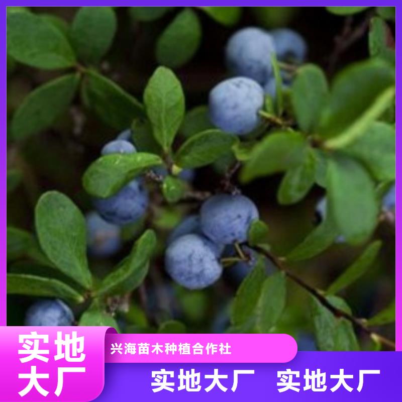 蓝莓苗桃树苗生产经验丰富