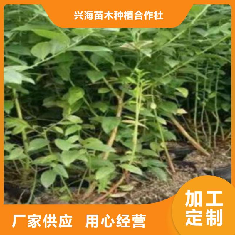 蓝莓苗【梨树苗】高质量高信誉