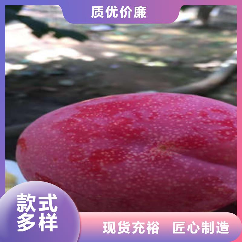 李子苗梨樹苗讓客戶買的放心