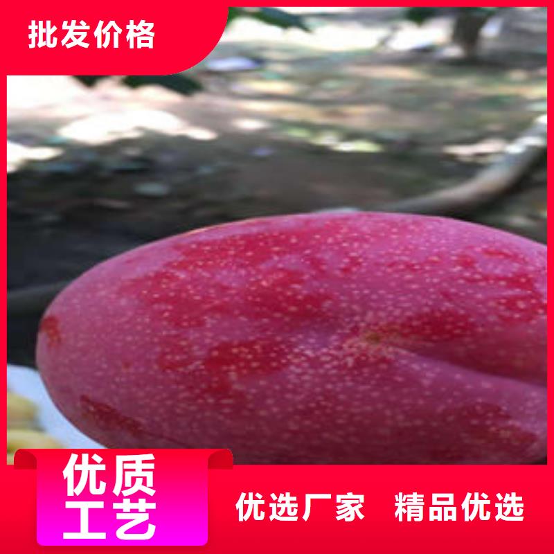 李子苗梨樹苗老客戶鐘愛
