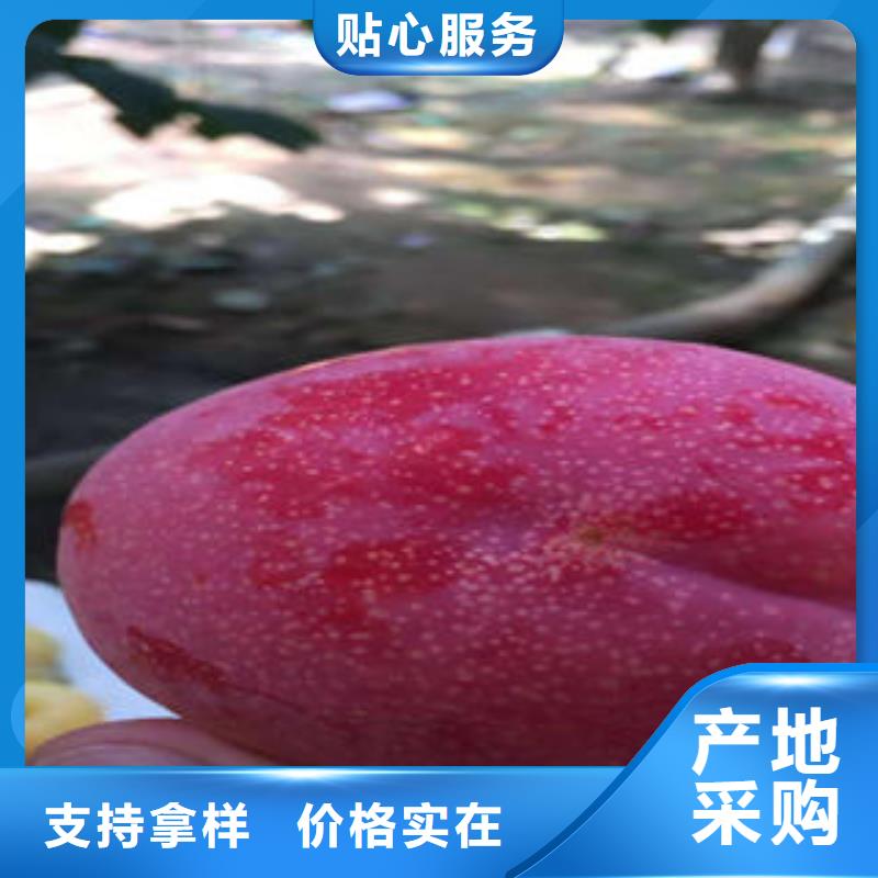 【李子苗】,藍莓苗品質服務誠信為本