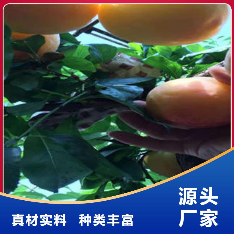 【李子苗核桃苗實力工廠】