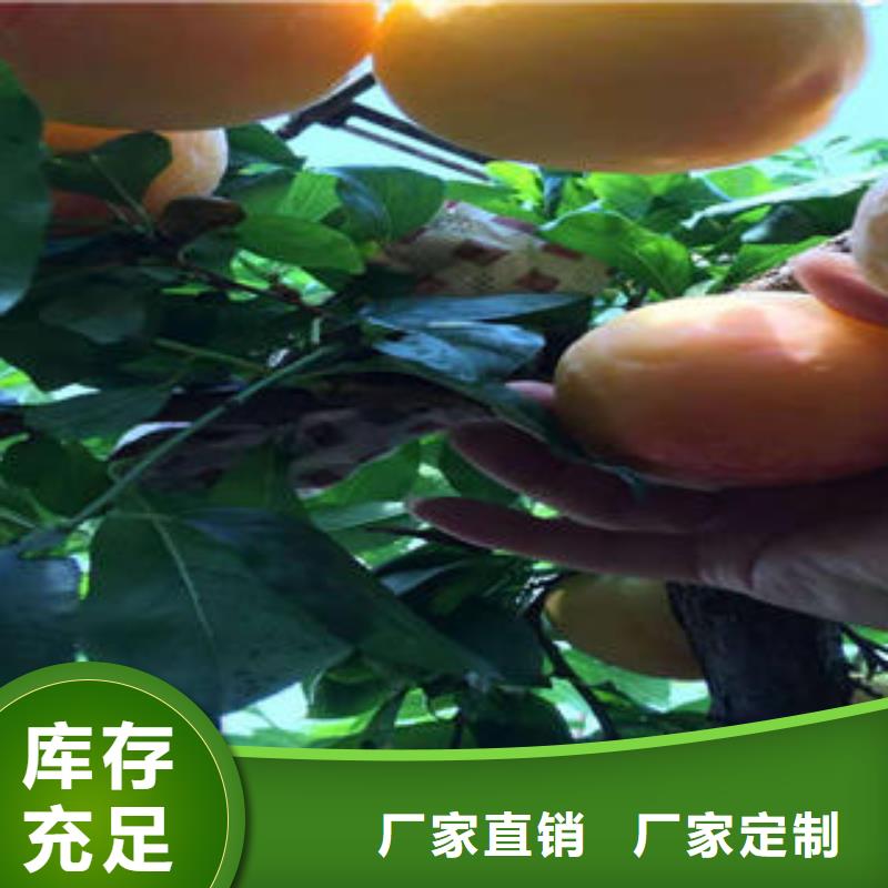 李子苗,花椒苗服務至上