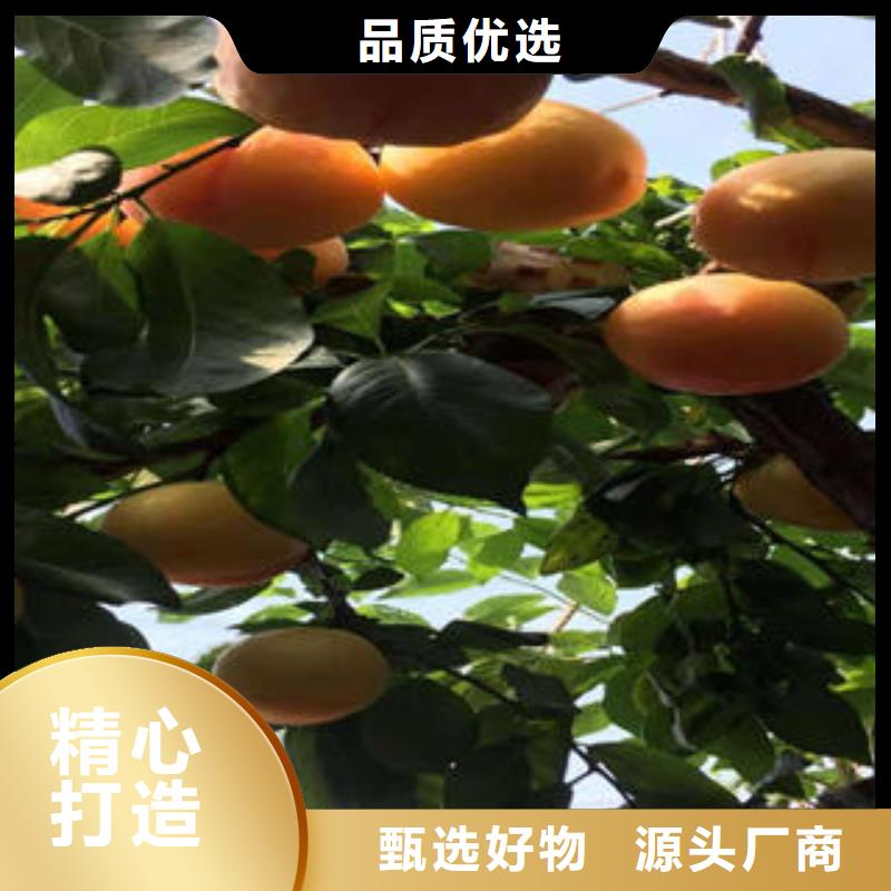 李子苗_桃树苗免费回电