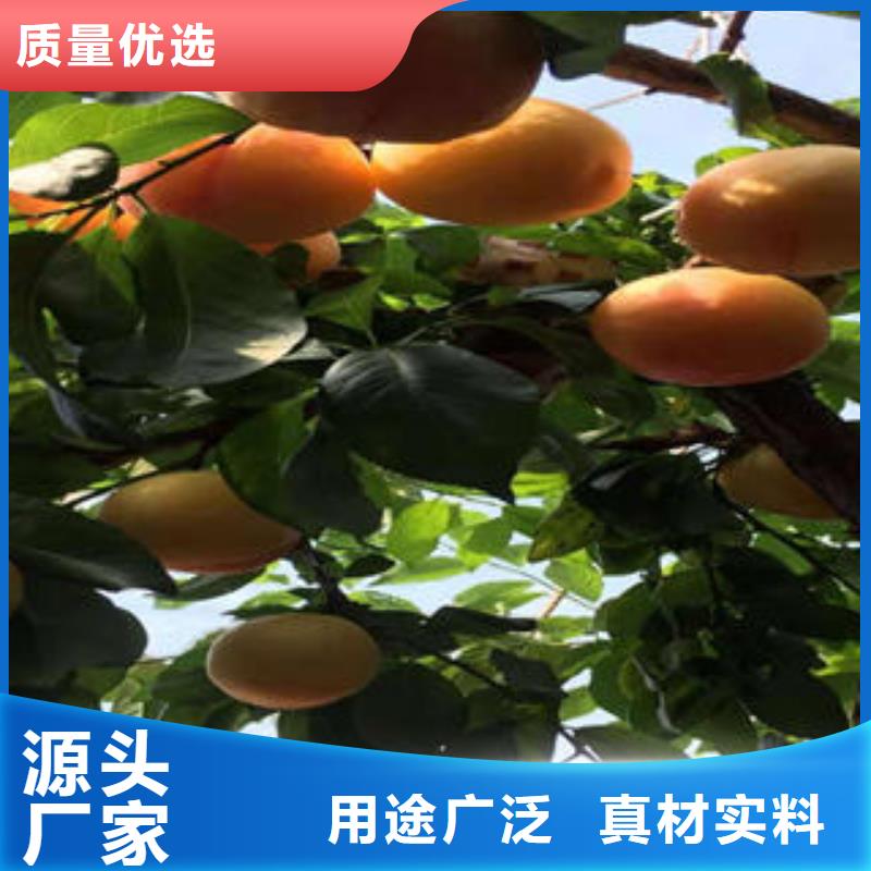 花椒苗视频-花椒苗-兴海苗木种植社(攀枝花市分公司)服务区域盐边|仁和|阿坝|泸州|宜宾|德阳|巴中|凉山|绵阳