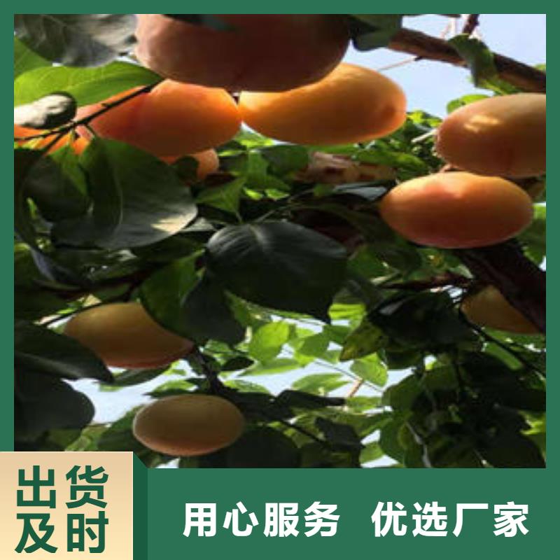 李子苗【桃樹苗】海量貨源