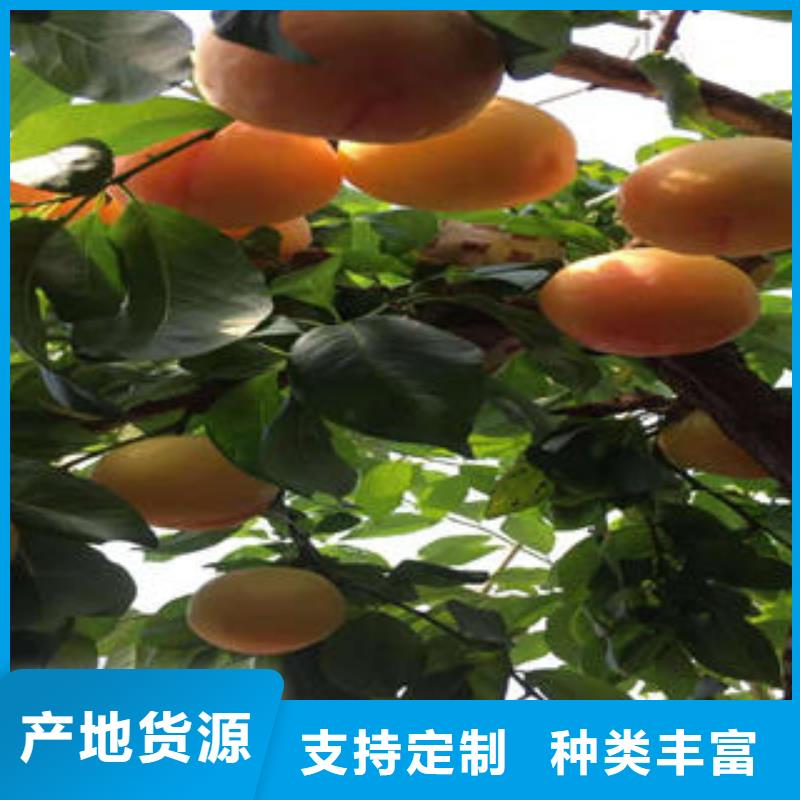 花椒苗视频-桂林市花椒苗-【当地】可服务区域临桂|全州|北海|来宾|梧州|贵港|河池|玉林|百色