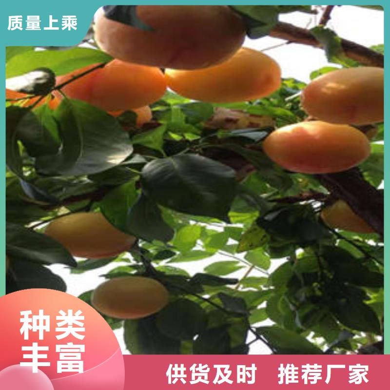 李子苗梨樹苗專業生產設備