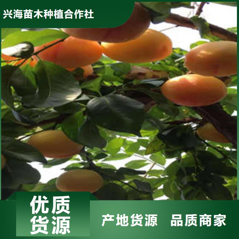 李子苗梨树苗实力厂家直销