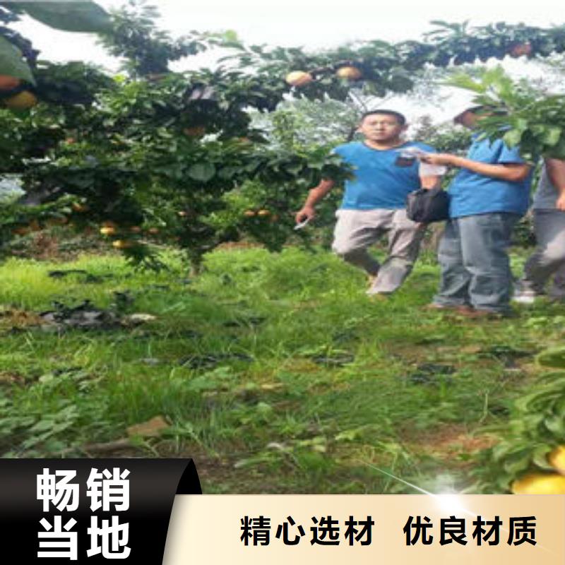 李子苗貨到付款