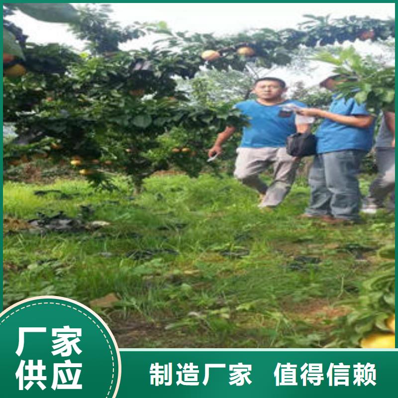 李子苗_桃樹苗免費回電
