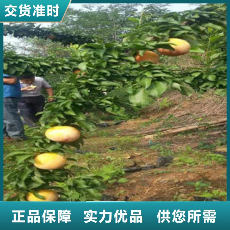 李子苗核桃苗工廠直銷