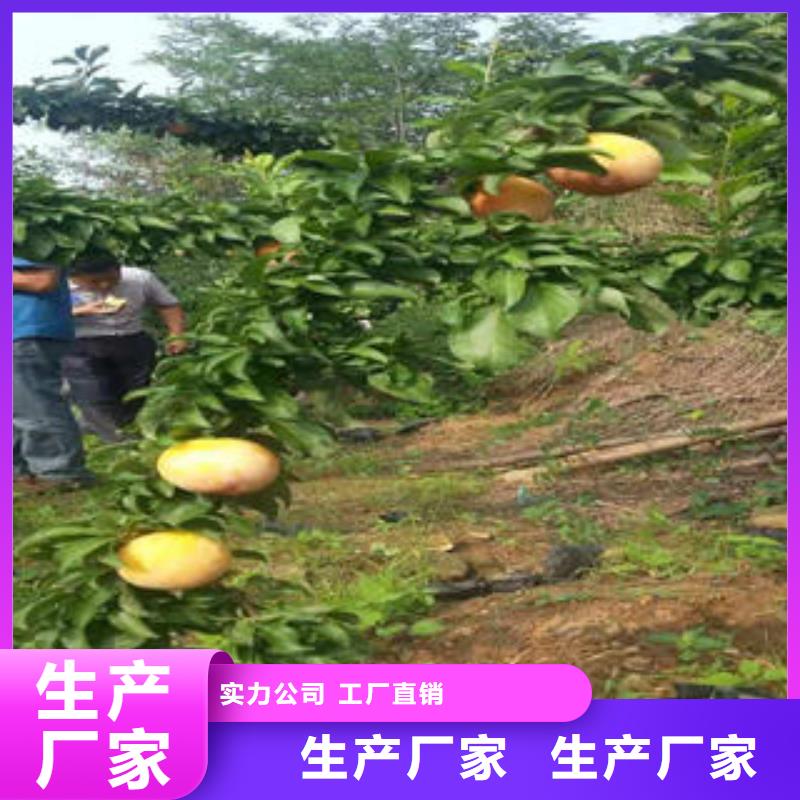 花椒苗视频-花椒苗-兴海苗木种植社(攀枝花市分公司)服务区域盐边|仁和|阿坝|泸州|宜宾|德阳|巴中|凉山|绵阳