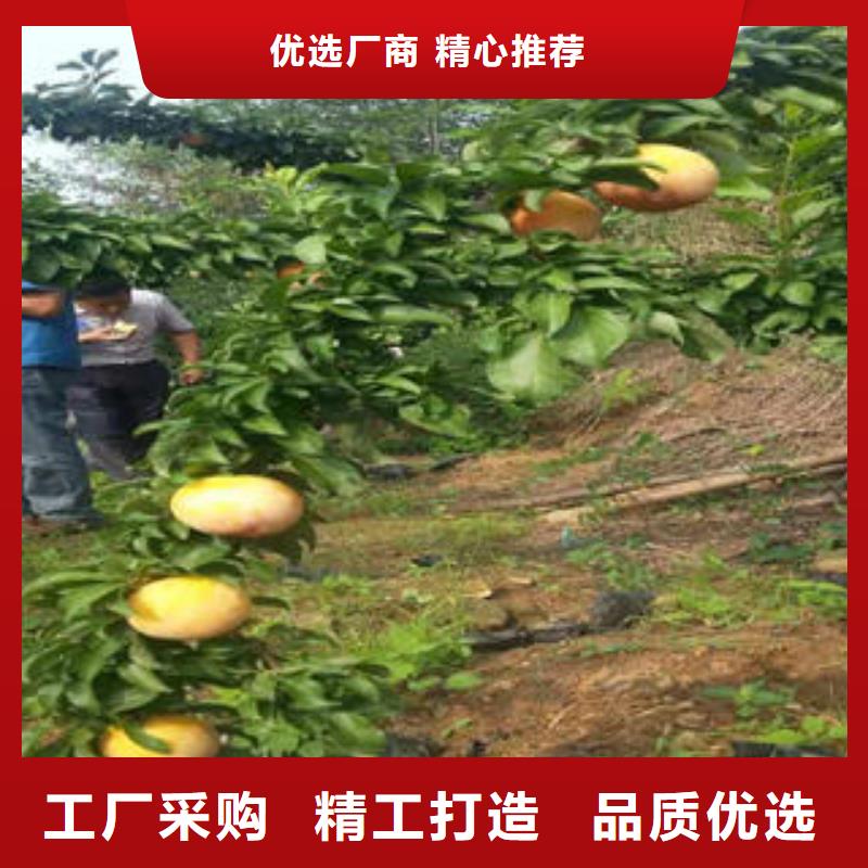 李子苗板栗苗量大更優惠