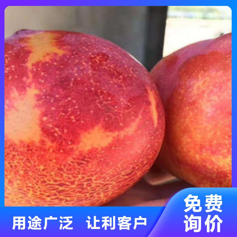 李子苗,山楂苗源廠直銷
