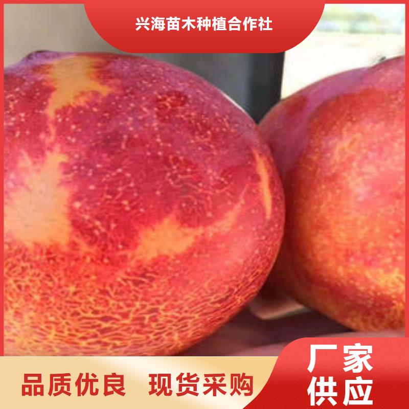 【李子苗板栗苗誠信商家服務(wù)熱情】