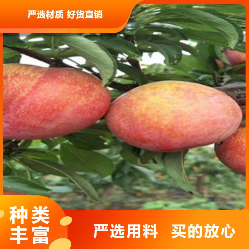 李子苗藍莓苗不斷創新