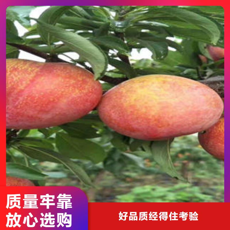 【李子苗_山楂苗支持定制】