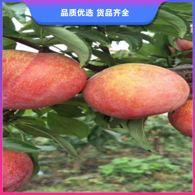 李子苗訂購