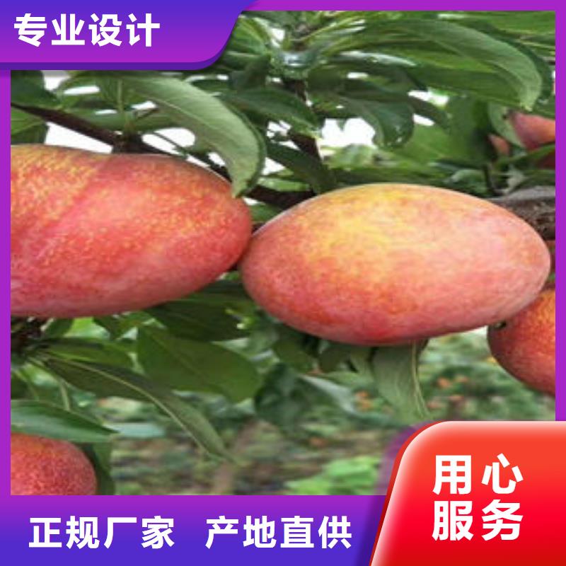 李子苗桃樹苗品質不將就