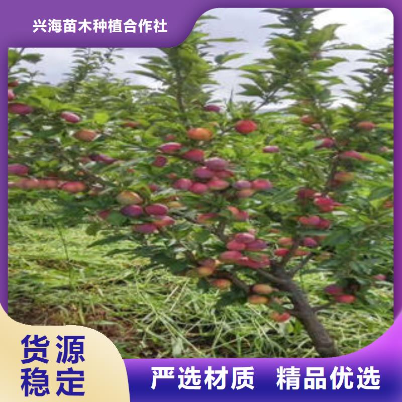 李子苗梨樹苗拒絕中間商