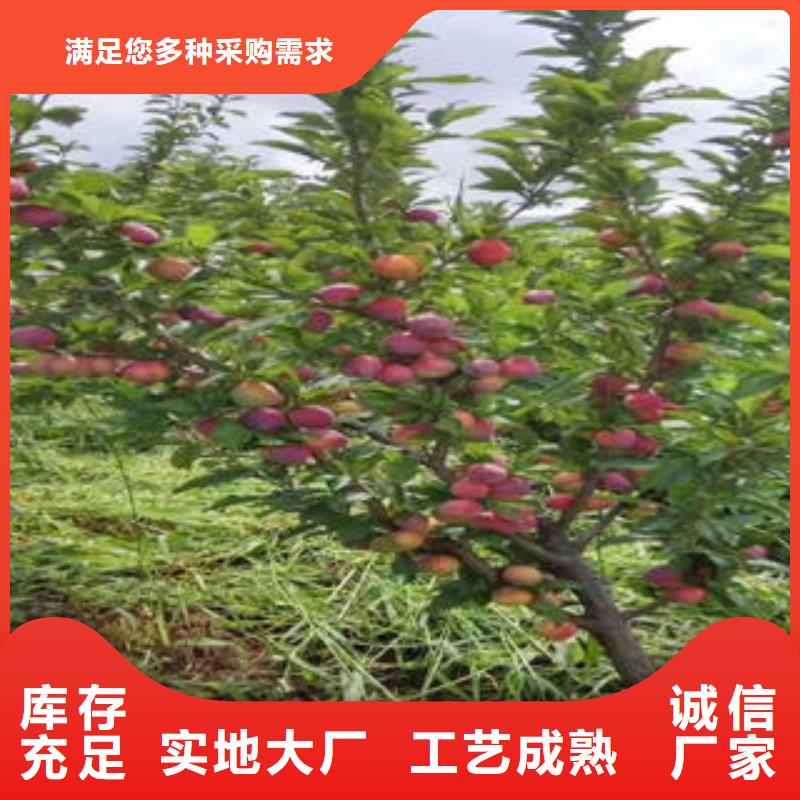 花椒苗视频-花椒苗-兴海苗木种植社(攀枝花市分公司)服务区域盐边|仁和|阿坝|泸州|宜宾|德阳|巴中|凉山|绵阳